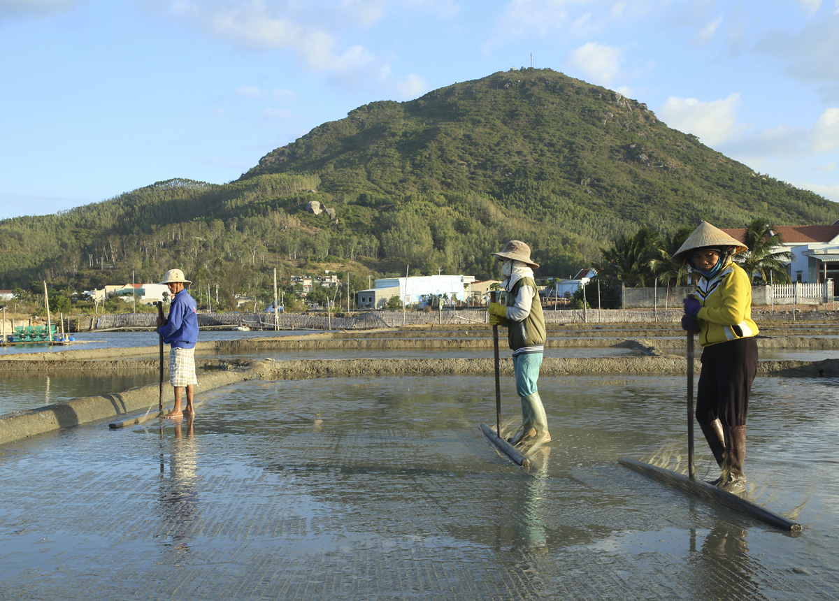 Thu hoạch xong thông thường diêm dân phải đầm hai lượt mới dẫn nước biển làm muối tiếp.